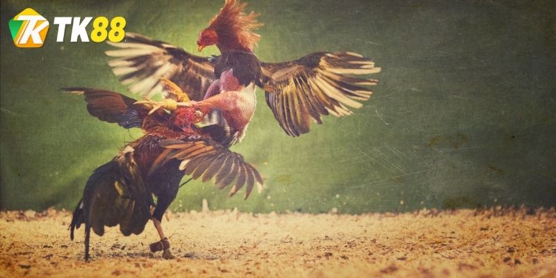 Tổng quan về chuyên mục đá gà tại TK88