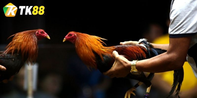 Ưu điểm nổi bật khi chơi đá gà tại TK88