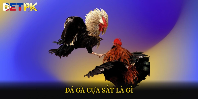 Đá gà cựa sắt là gì?